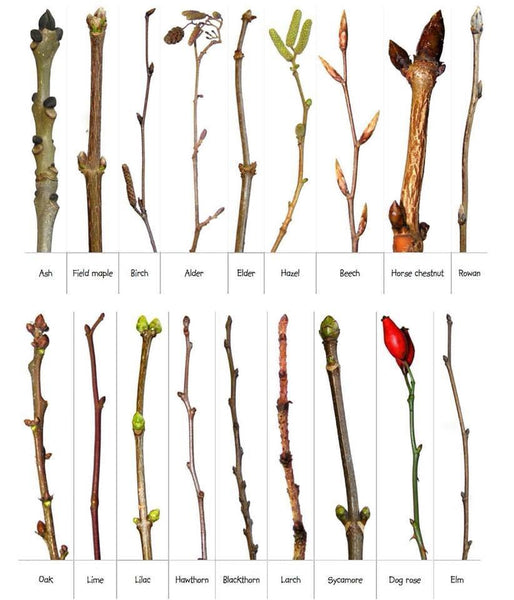 Fab for identifying the spring buds you are seeing...