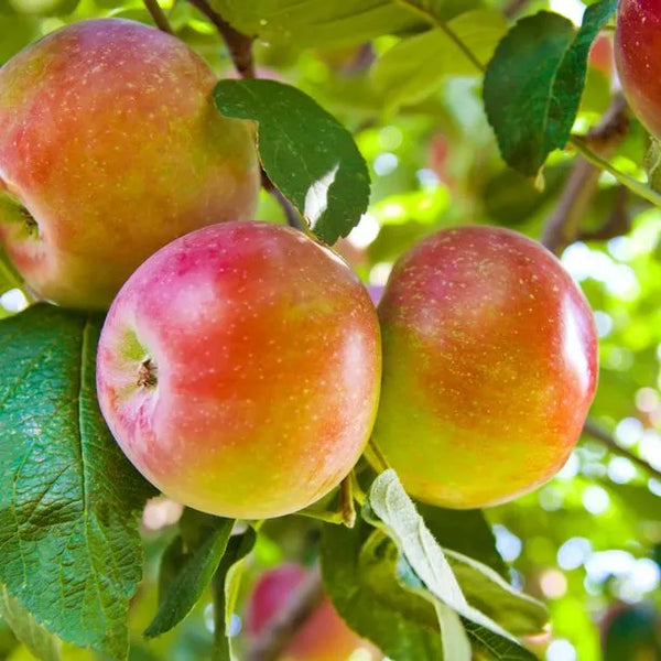 Delicious organic apple juice!